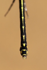 Stylurus amnicola
