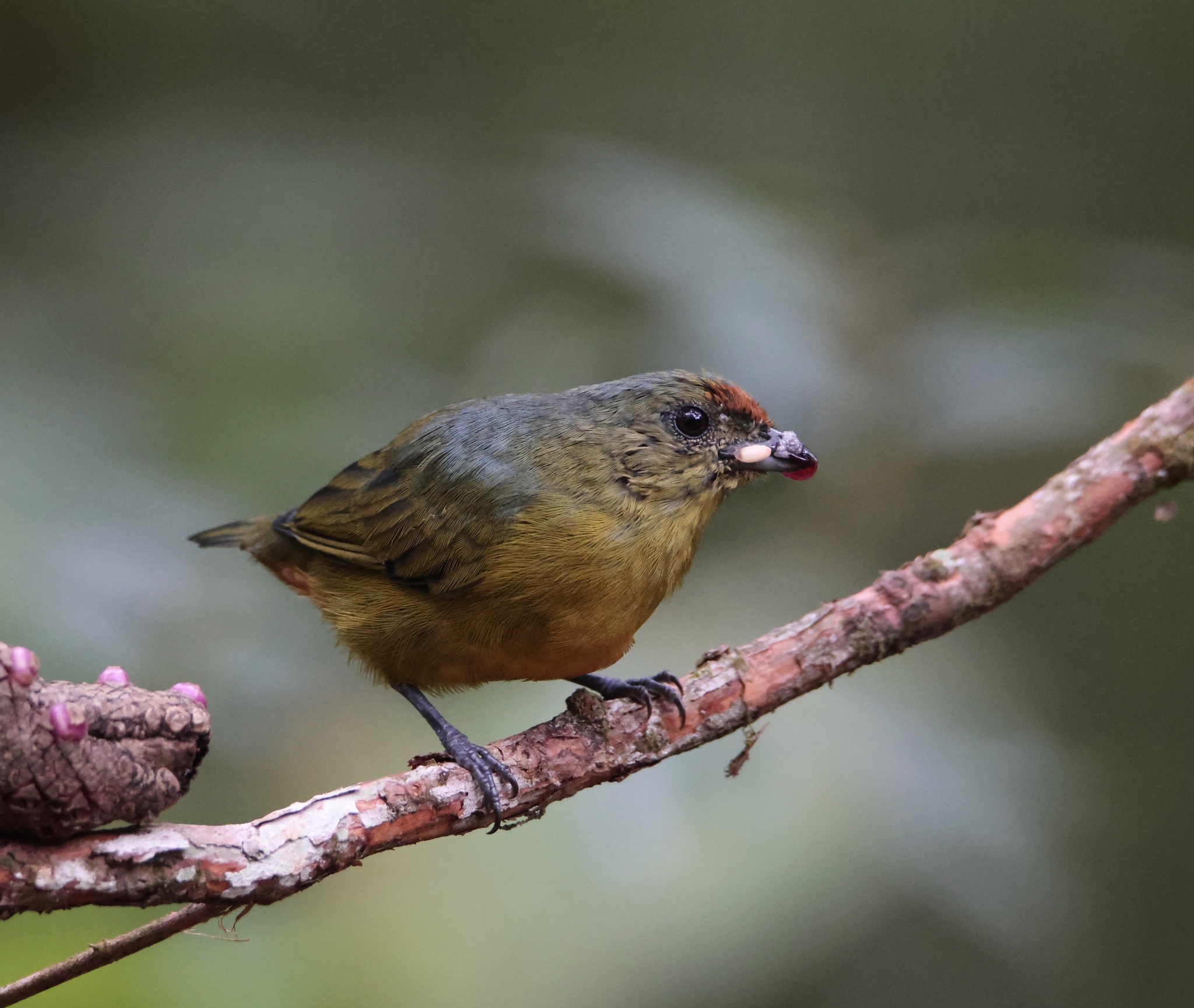 Fulvous-vented Euphonia (Euphonia fulvicrissa), photo 7
