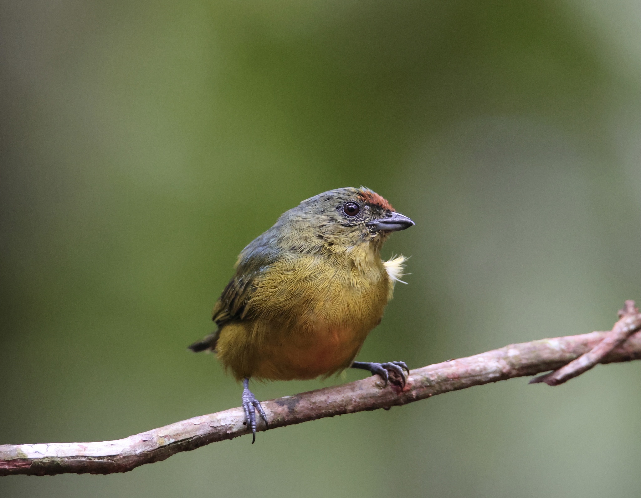 Fulvous-vented Euphonia (Euphonia fulvicrissa), photo 8