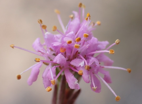 Desert Buchu (Agathosma sp9)