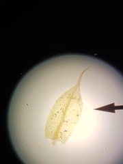 Ptychostomum imbricatulum