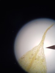 Ptychostomum imbricatulum