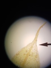 Ptychostomum imbricatulum