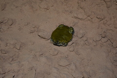 Dermatonotus muelleri