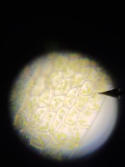 Ptychostomum imbricatulum