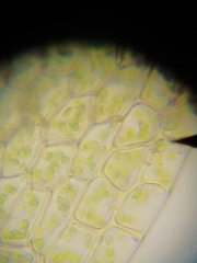 Ptychostomum imbricatulum