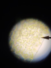 Ptychostomum imbricatulum