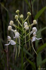 Platanthera integrilabia