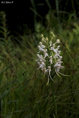 Platanthera integrilabia
