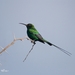 Southern Malachite Sunbird - Photo (c) Pierre Tellier, some rights reserved (CC BY), uploaded by Pierre Tellier
