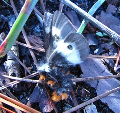 Hemileuca maia