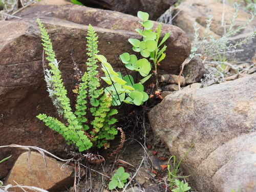 Woolly Lipfern