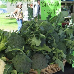 Brassica oleracea italica