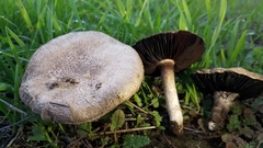 Agaricus incultorum