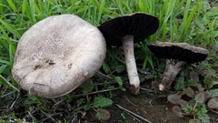Agaricus incultorum