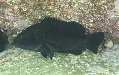 Epinephelus daemelii