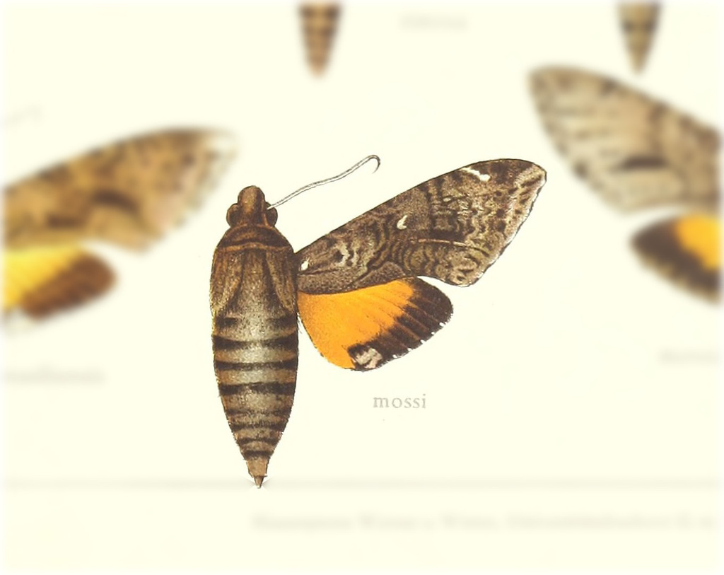 Isognathus mossi