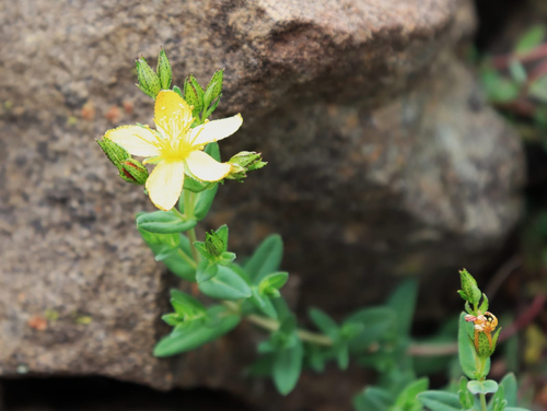 Small St Johns Wort