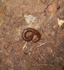 Scolopocryptops nigridius