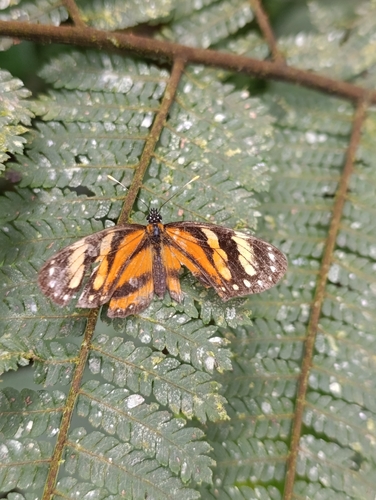 Eresia casiphia