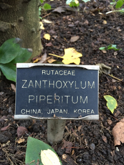 Zanthoxylum piperitum