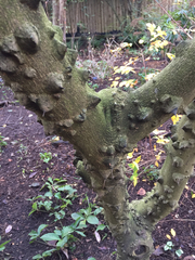 Zanthoxylum piperitum