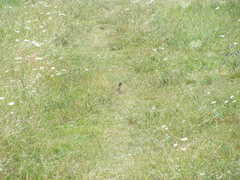 Spermophilus citellus