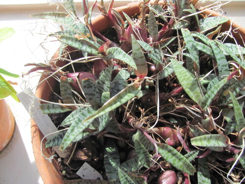 Ledebouria socialis iNat (3)
