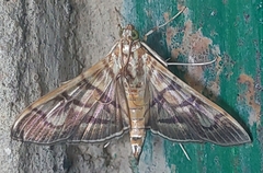 Nomophilini