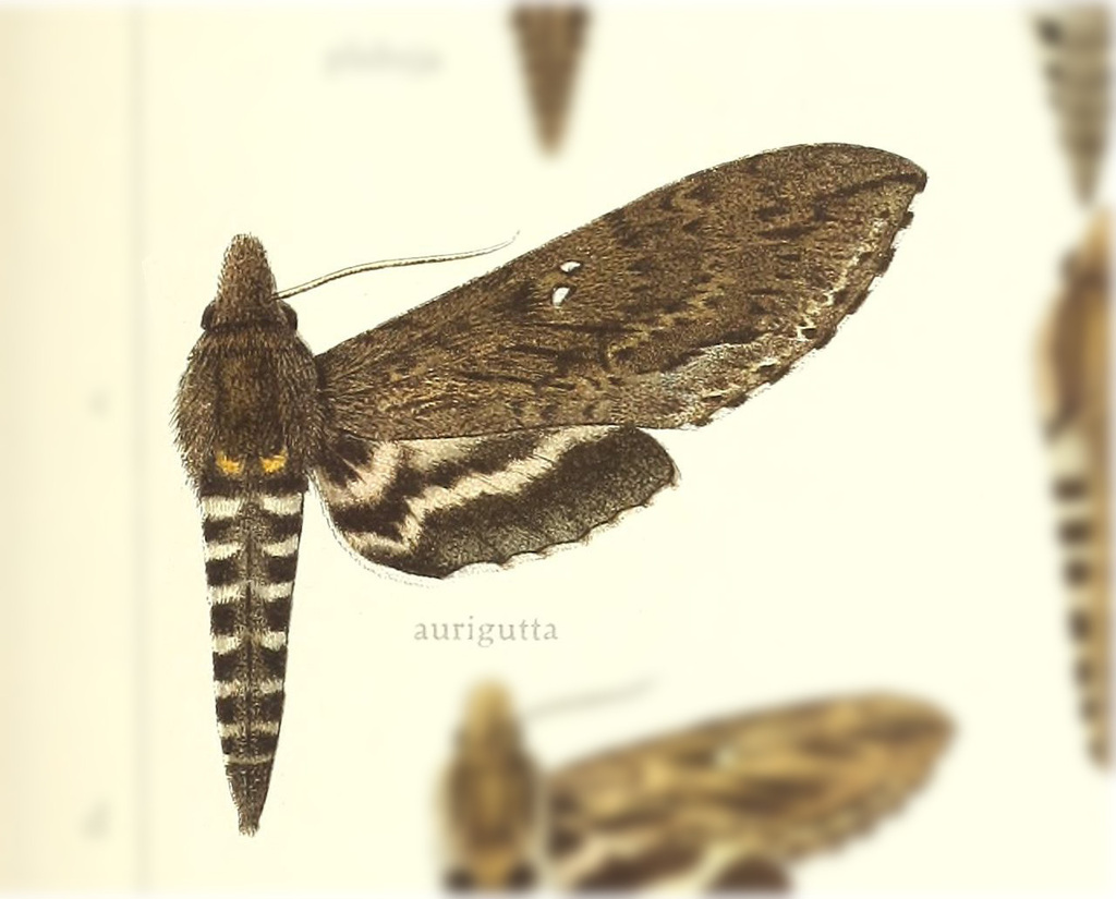 Lintneria aurigutta