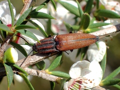 Elatichrosis trisulcatus