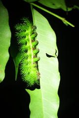 Automeris belti