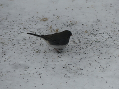 Junco hyemalis