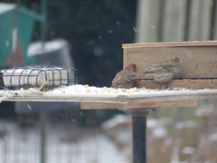 Haemorhous mexicanus