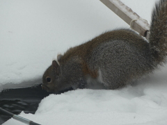 Sciurus carolinensis