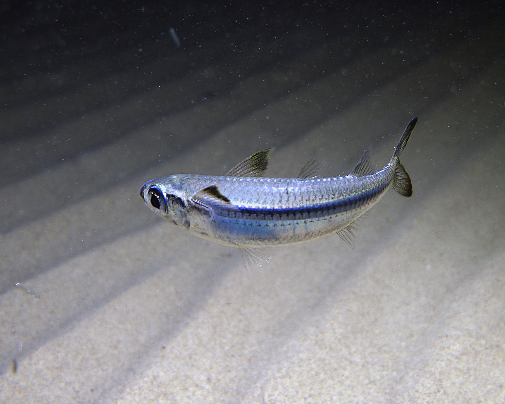 Common hardyhead (Atherinomorus vaigiensis) — Atherinidae
