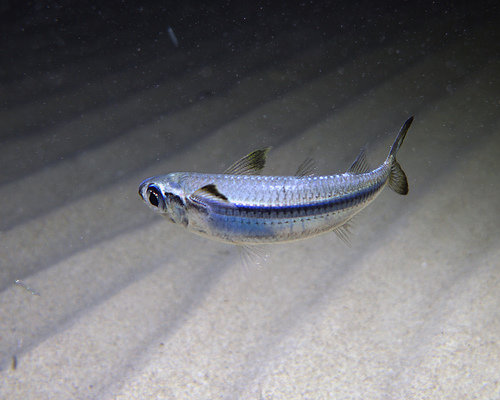 Common hardyhead (Atherinomorus vaigiensis) — Atherinidae