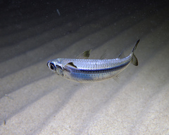 Atherinomorus vaigiensis