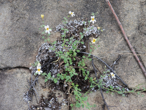 Jamesbrittenia filicaulis