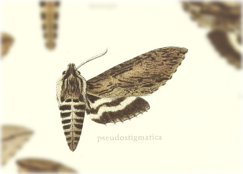 Lintneria pseudostigmatica
