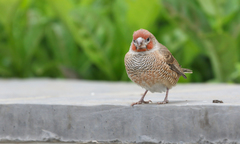 Amadina erythrocephala