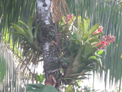Image of Aechmea chantinii by (c) Juan Carlos Caicedo Hernández, some rights reserved (CC BY)