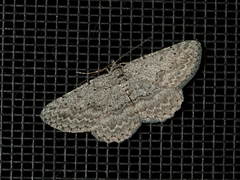 Psilosticha absorpta