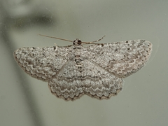 Psilosticha absorpta