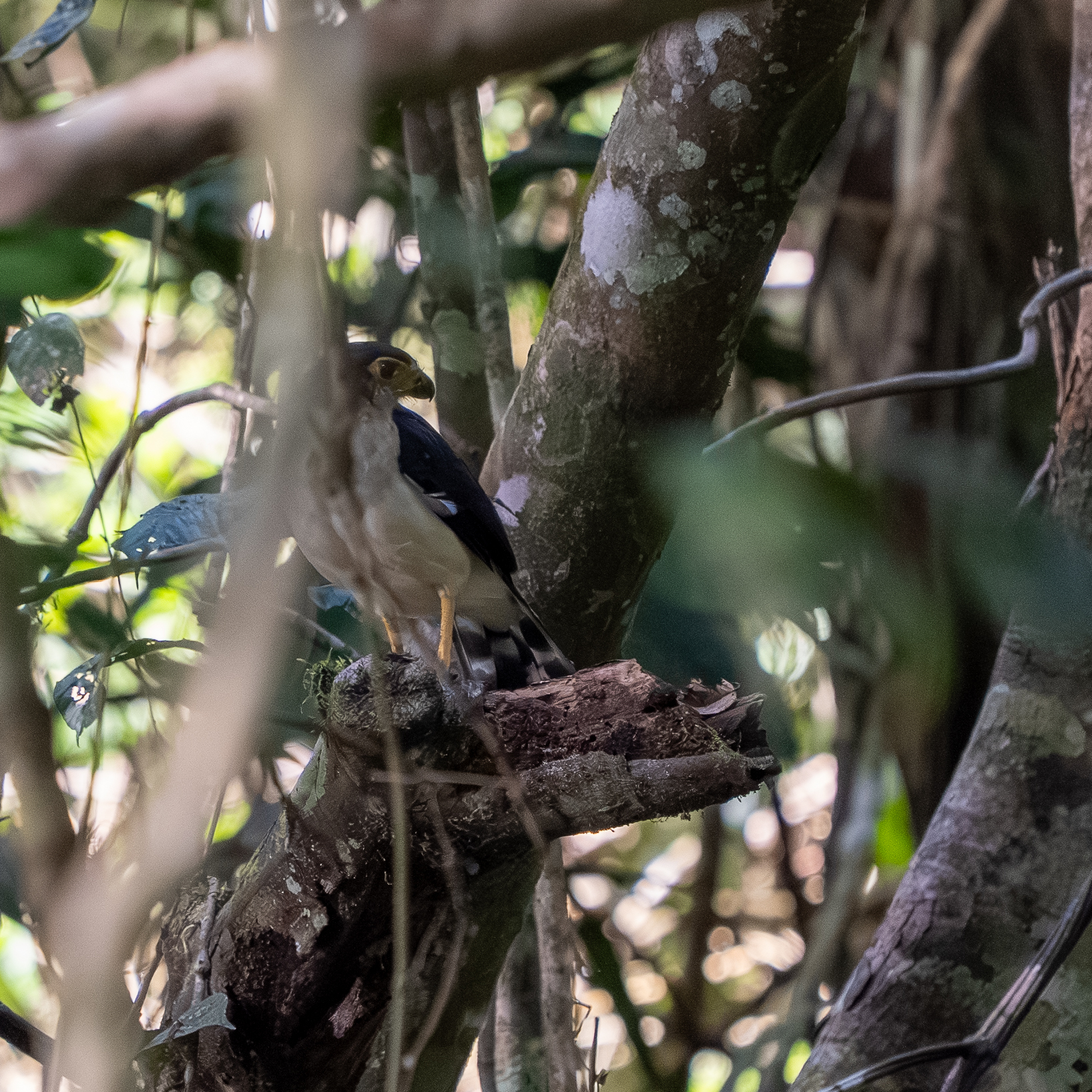Slaty-backed Forest Falcon (Micrastur mirandollei), photo 2