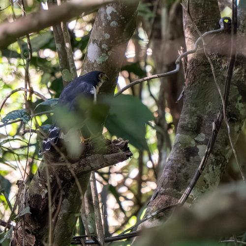 Slaty-backed Forest Falcon (Micrastur mirandollei), photo 7
