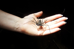 Paraphrynus laevifrons