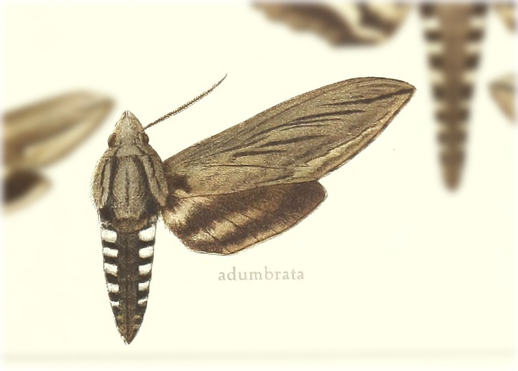 Sphinx adumbrata