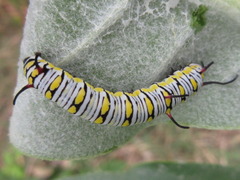 Danaus chrysippus