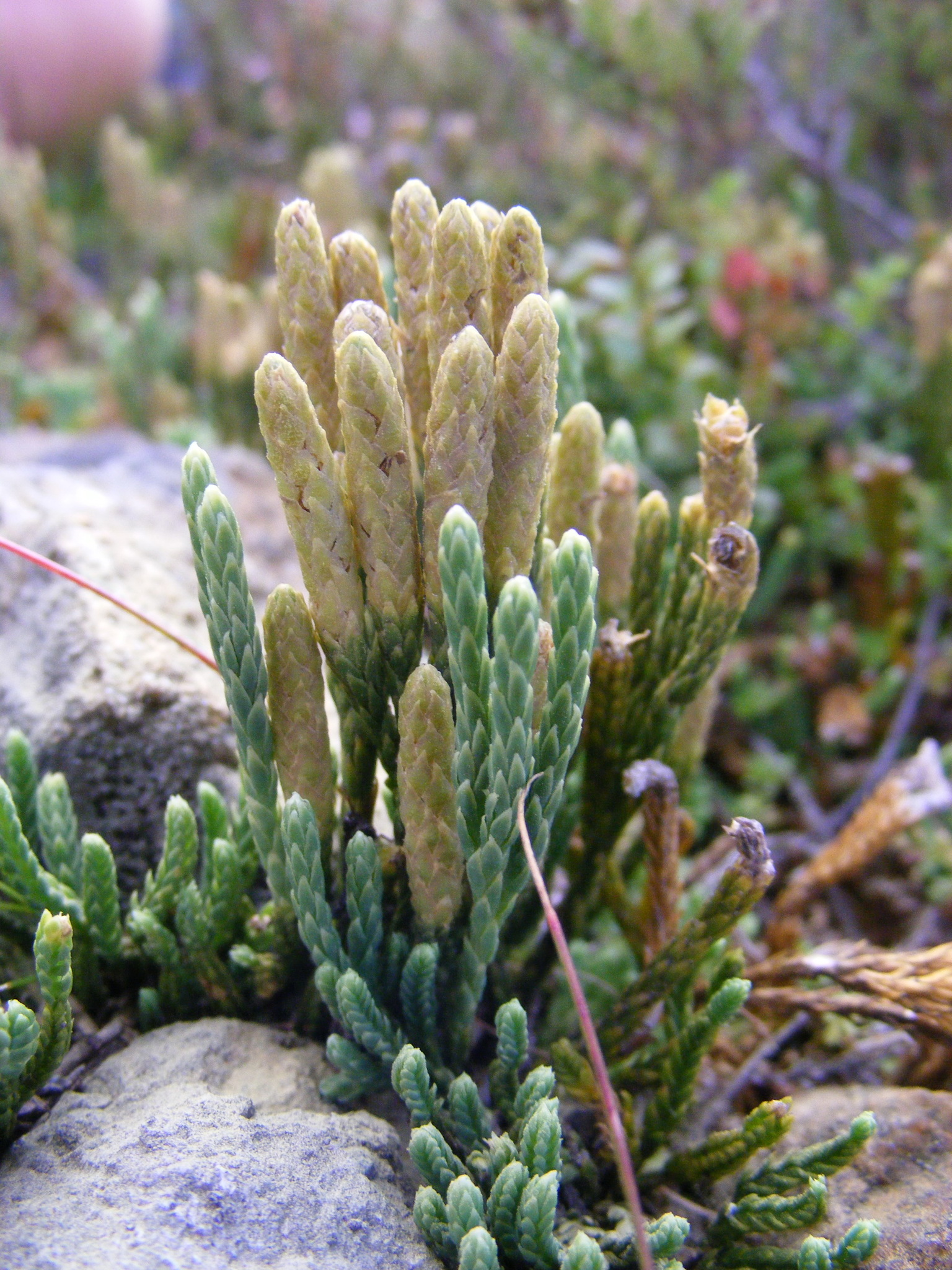 Diphasiastrum alpinum